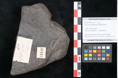 Foto (Objekt + Etikett) von Quercus pachyphylla Ettingshausen (NHMW-GEO-2024-0188-10217)